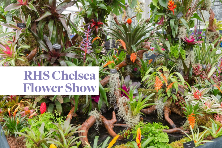 RHS Chelsea Flower Show 2018, warm and hopefully dry