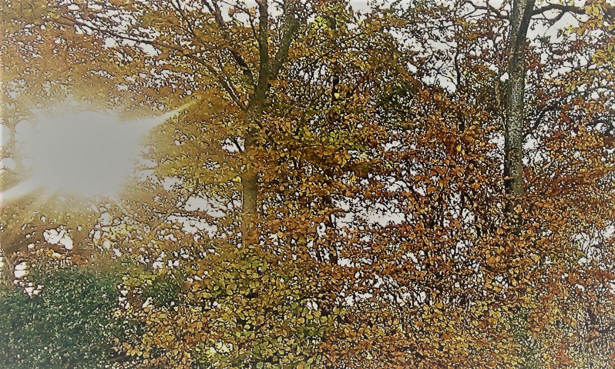 Dazzling Sun - Autumn roads, light and shade