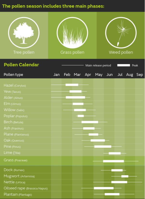 Early Start To Hay Fever Season This Year - How Weather Conditions ...