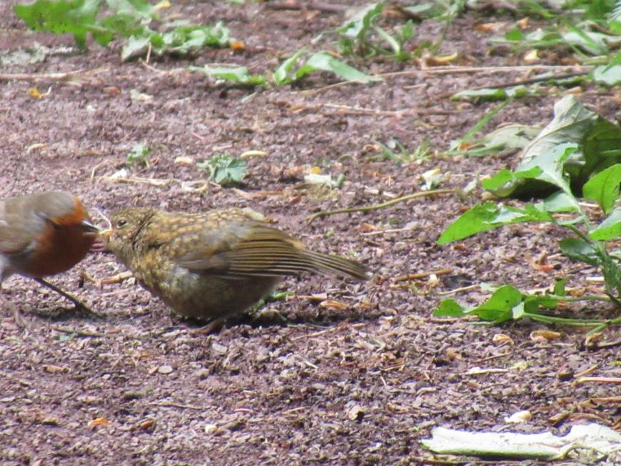 Fledgling robin