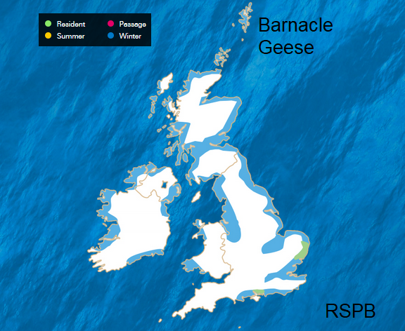 Canada geese 2025 uk migration