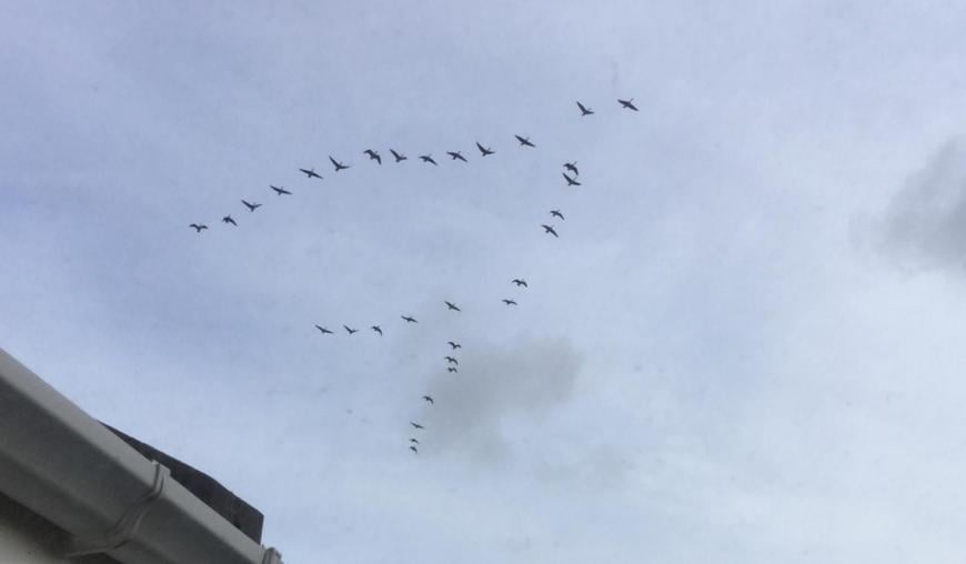 Migration GEese skein UK