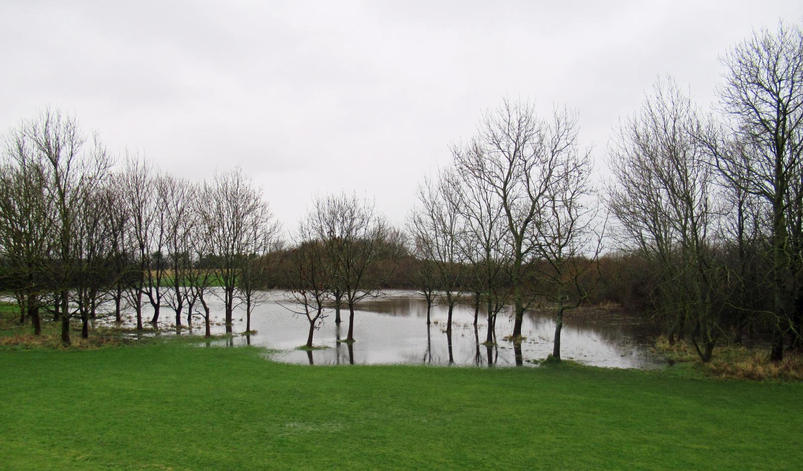 UK rain flooding trees