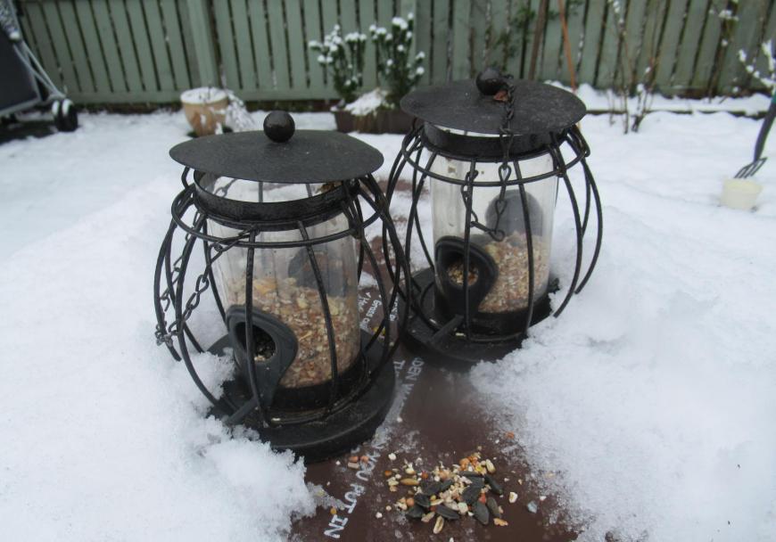 Bird feeding in snow