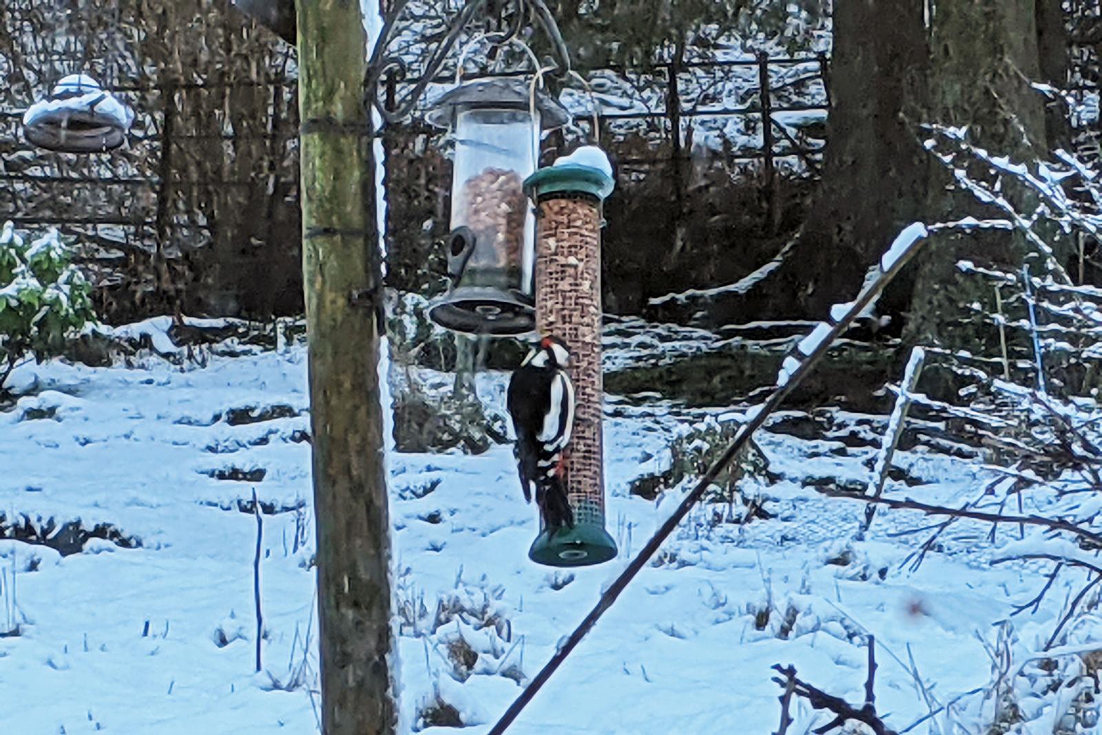 Woodpecker on feeder in snow
