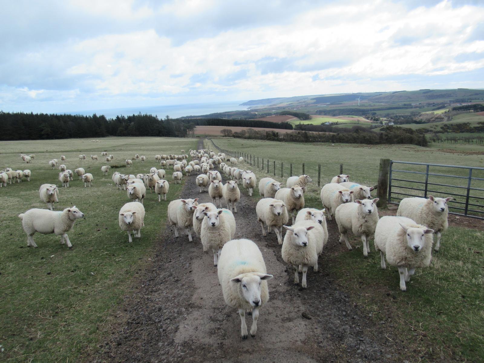 sheep blocking a path on a hillside