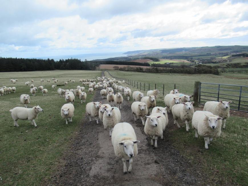 sheep blocking a path on a hillside