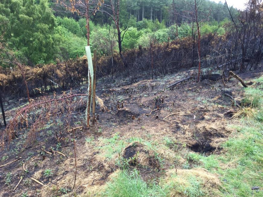 Wildfire grassfire camping Scotland