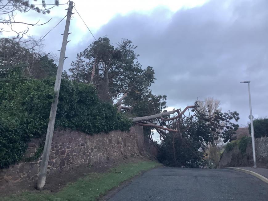 fallen trees Storm Arwen