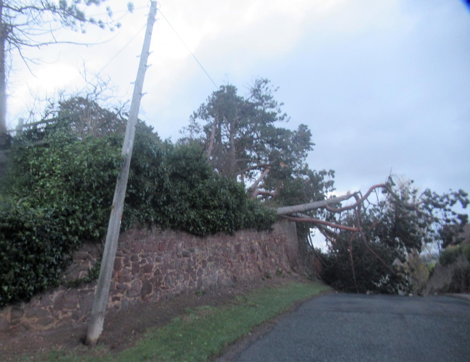 Tree and electricity wires down Storm Arwen