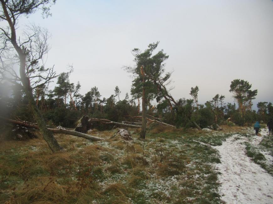 fallen trees