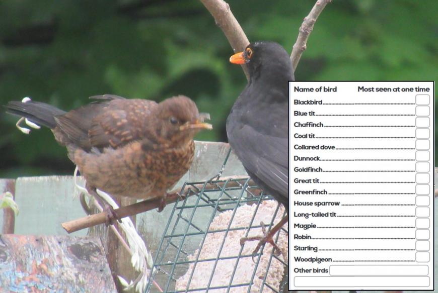 RSPB big bird watch 2022 UK weather