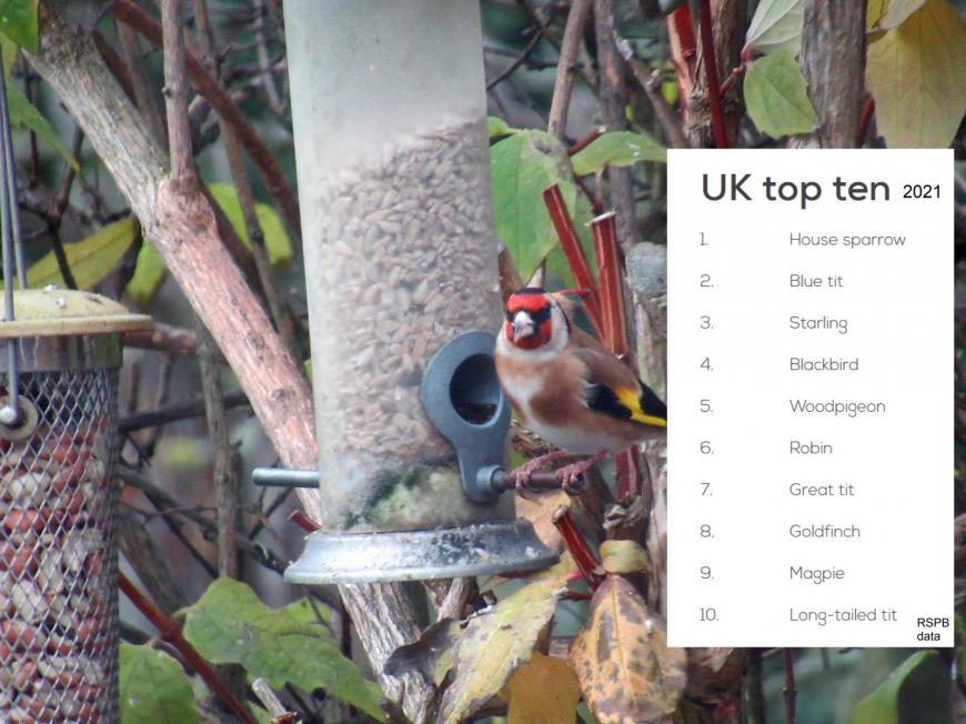 Goldfinch RSPB results