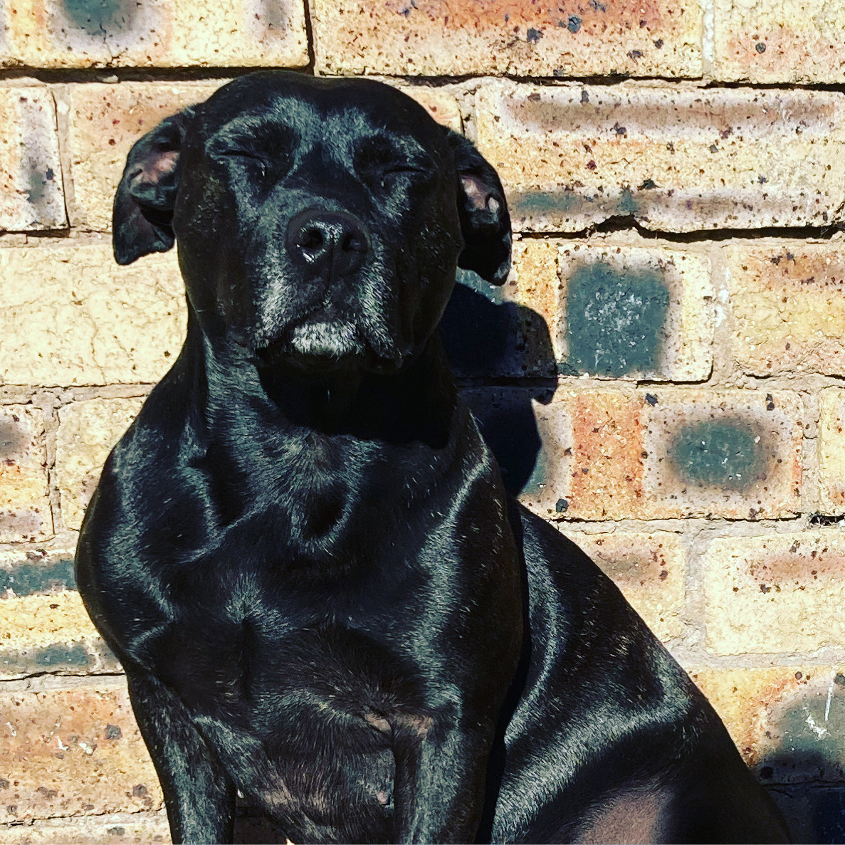 Black dog in sunshine