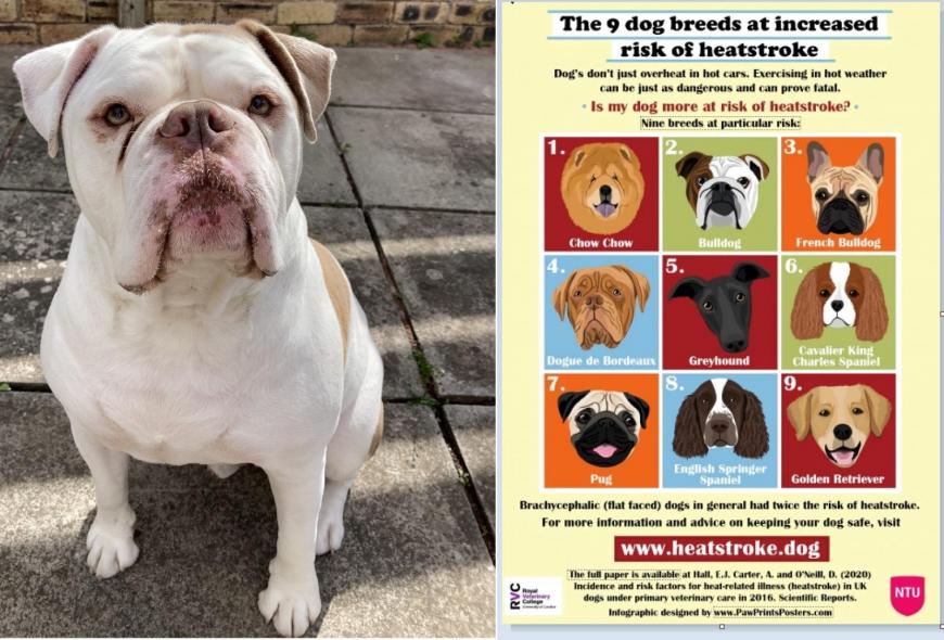 Flat faced dogs and heatstroke