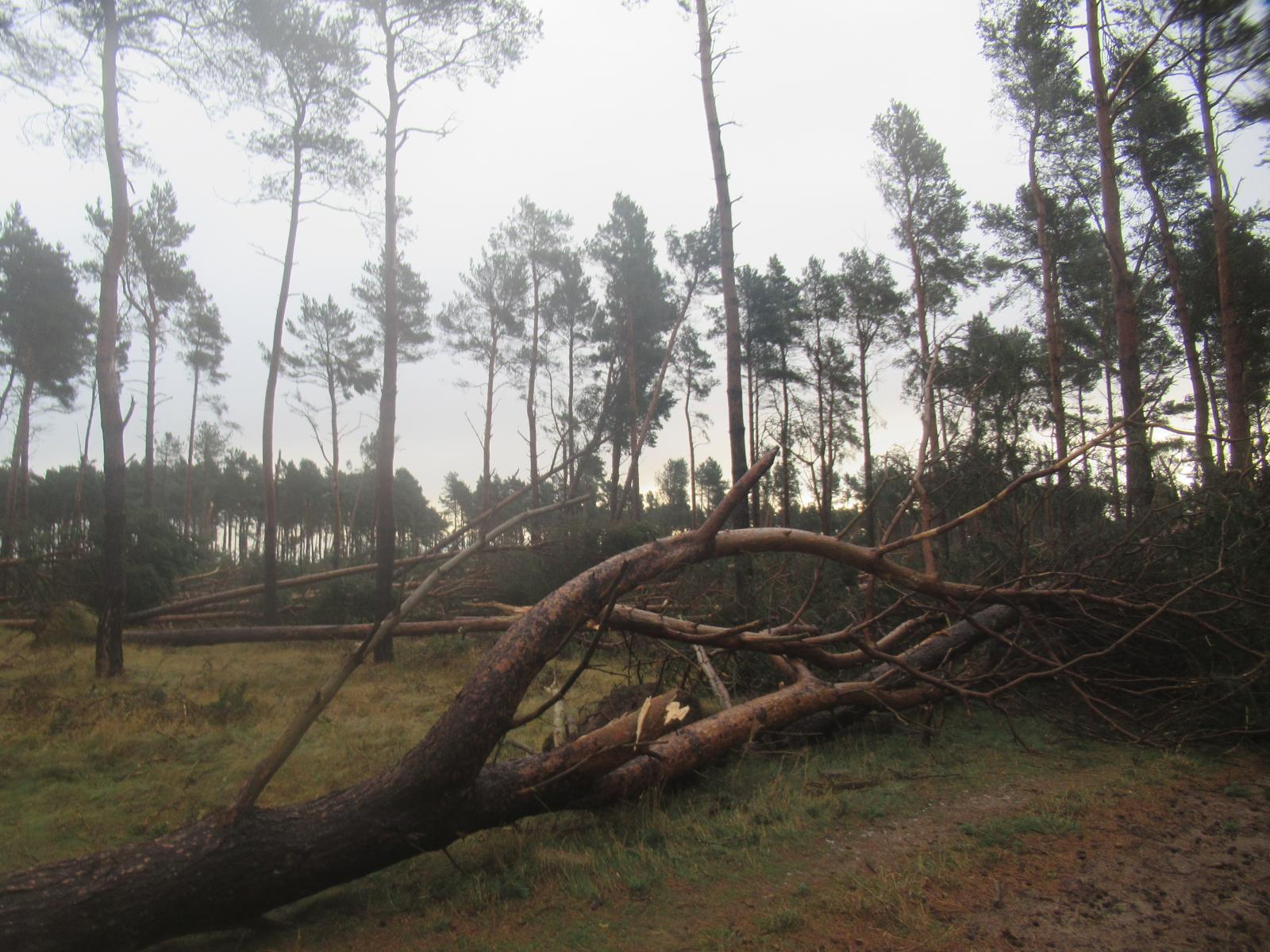 Wind blown trees Arwen Scotland