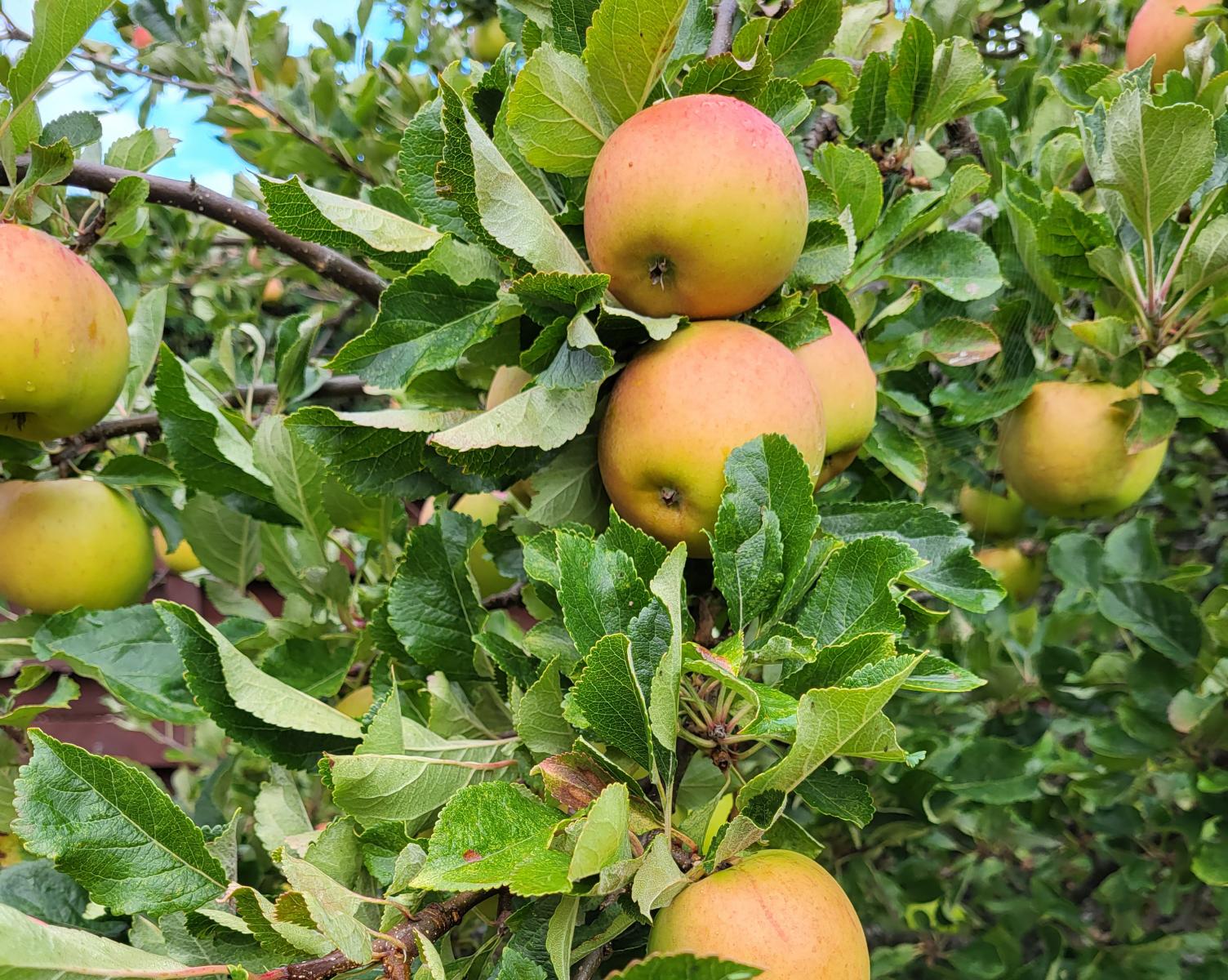 British apples on a tree