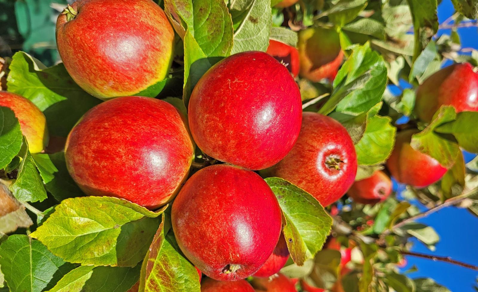 Ideal weather brings a bumper crop of British apples