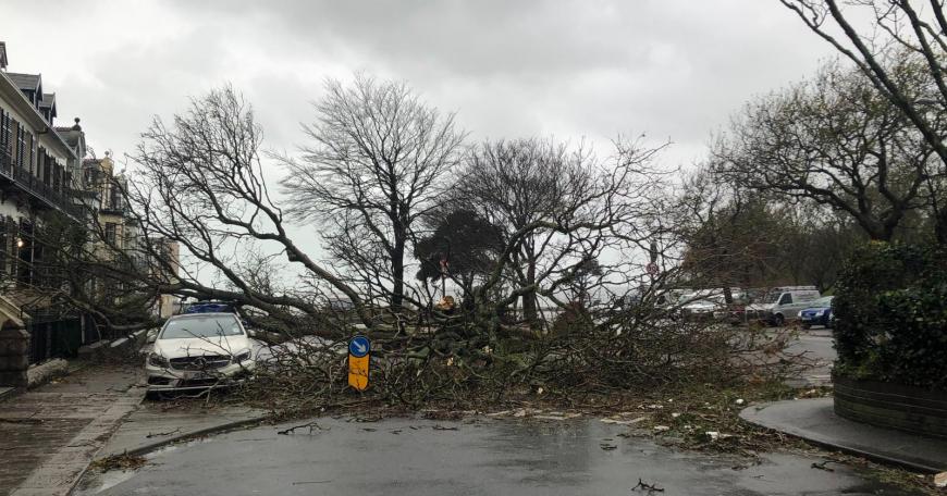 fallen trees Jersey