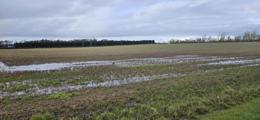 flooded fields
