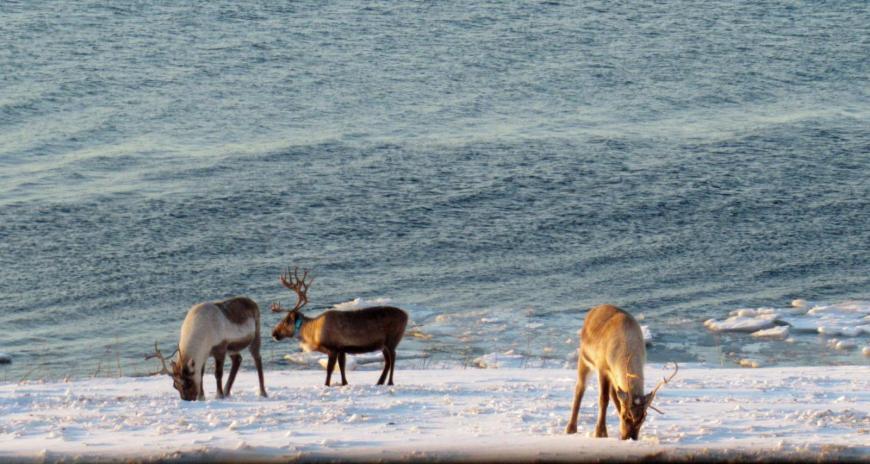 Reindeer