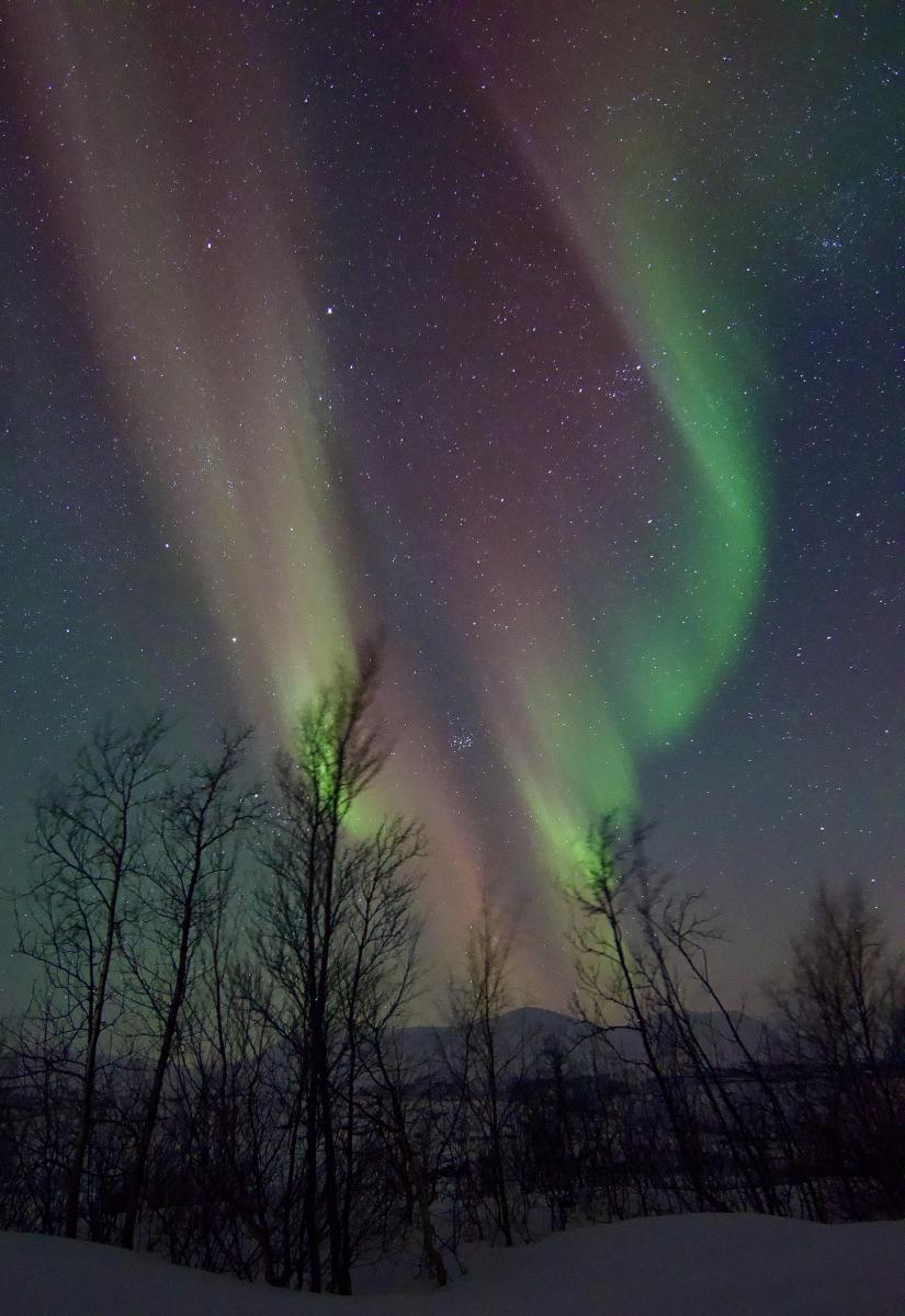 Northern lights over an Arctic forest