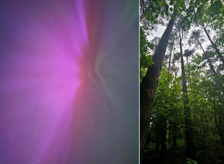 Aurora coronae M.Sangster