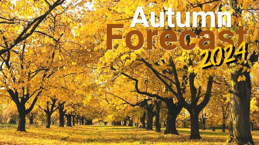 Autumn forecast 2024