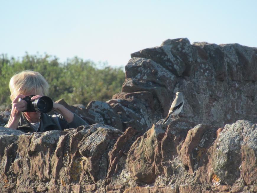 Steppe grey shrike
