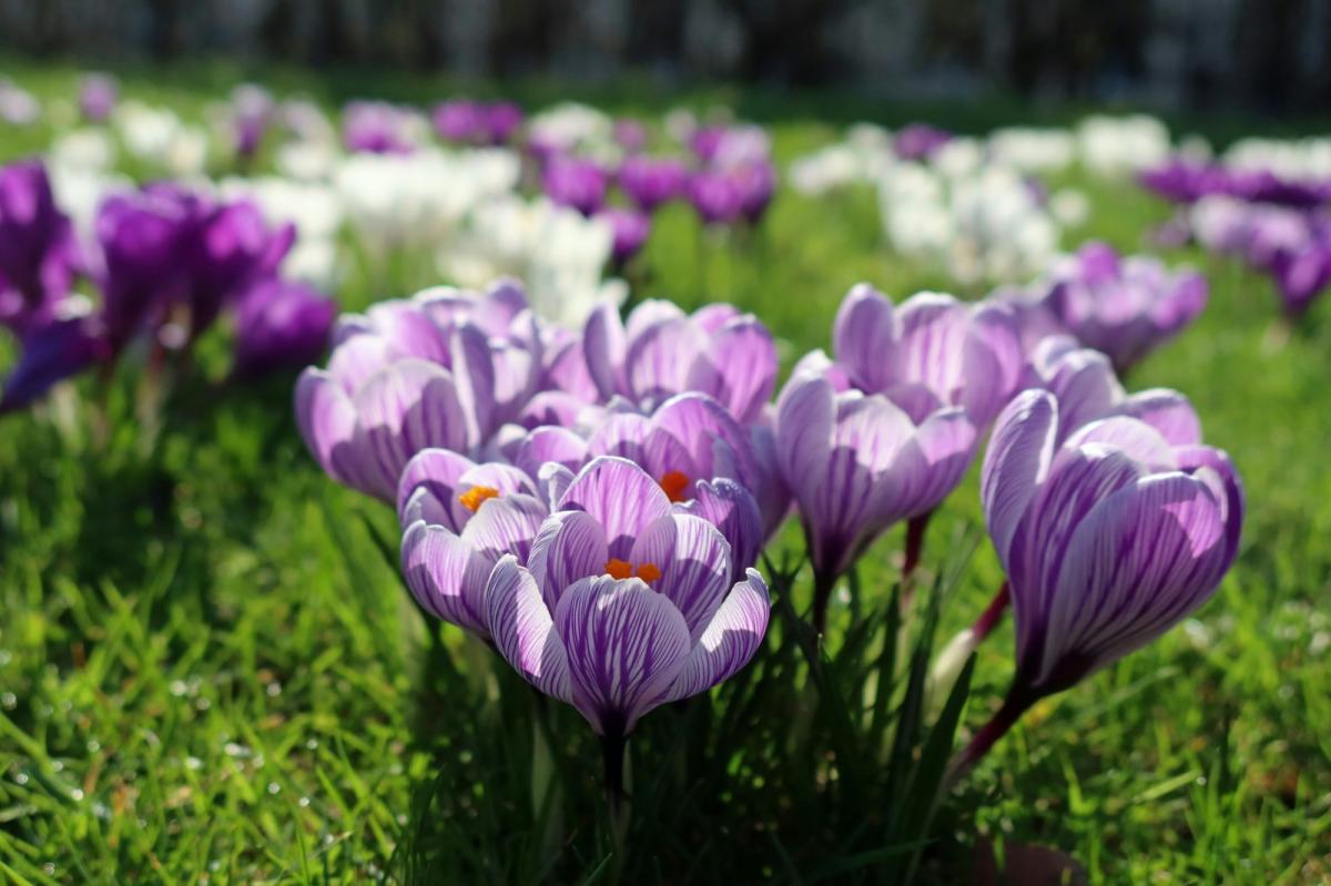 The sunny start to March continues