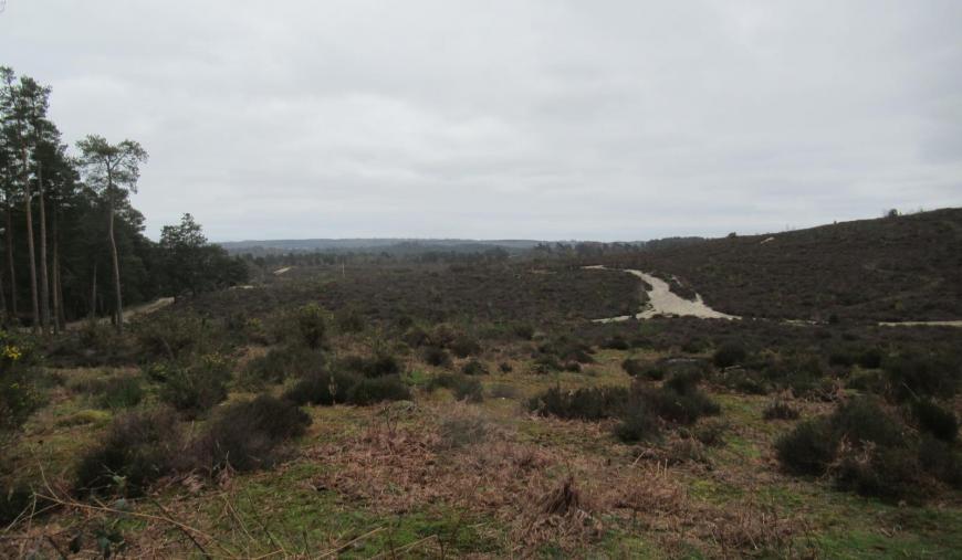 Surrey wildfire heath damage