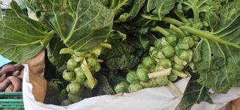 The Brussels sprouts harvest is heading your way