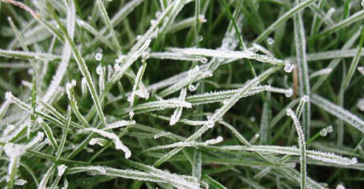 grass frost